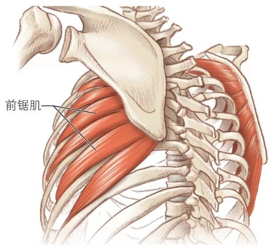 被遗忘的前锯肌——肩颈疼痛的隐藏原因 – 维塑科技